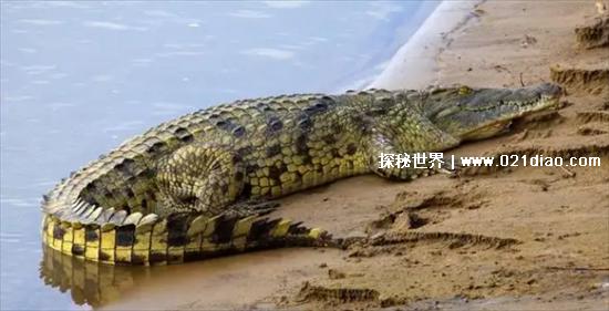 非洲十大危险动物，第一名蚊子(每天都有3000多名儿童丧命)