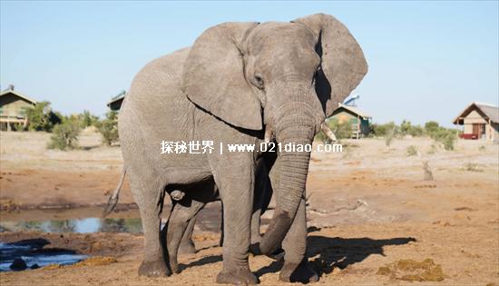 非洲十大危险动物，第一名蚊子(每天都有3000多名儿童丧命)