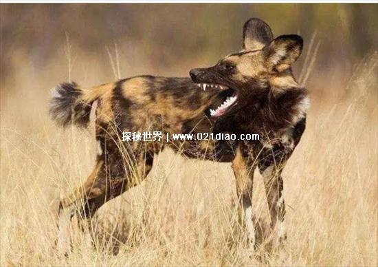 非洲十大危险动物，第一名蚊子(每天都有3000多名儿童丧命)