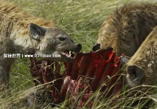 非洲十大危险动物，第一名蚊子(每天都有3000多名儿童丧命)