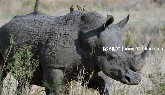非洲十大危险动物，第一名蚊子(每天都有3000多名儿童丧命)