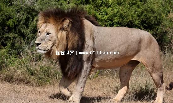 非洲十大危险动物，第一名蚊子(每天都有3000多名儿童丧命)