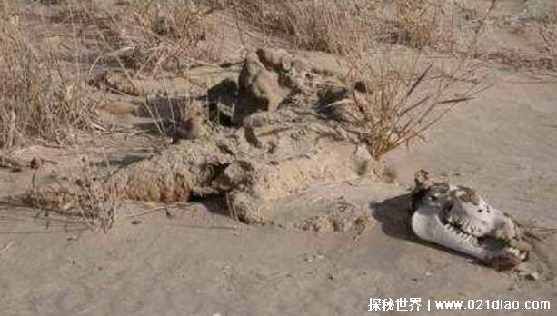 罗布泊三十万镜像人幸存者，双鱼玉佩竟可以复制人体(附真实图片)