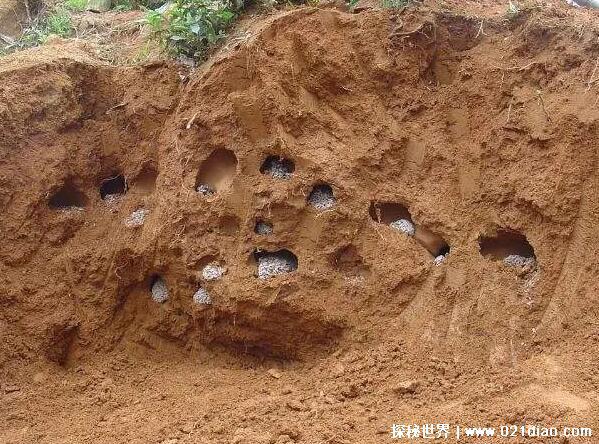 蚂蚁的天敌是什么动物,食蚁兽一次能吃近万只蚂蚁