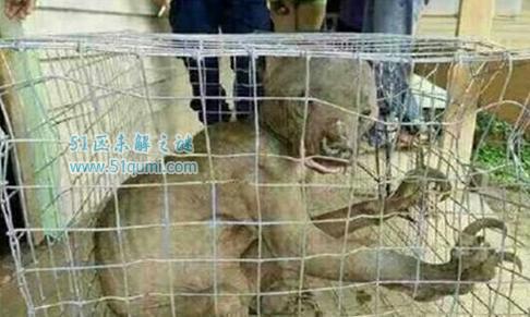 水猴子是什么?真的力大如牛吸食人血吗?