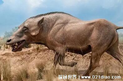 史前灭绝的五大巨兽,剑齿虎/猛犸象/邓氏鱼/巨齿鲨/古巨猪