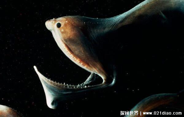 世界上最恐怖的动物排行，巨型等足虫第一(长相极其恶心)