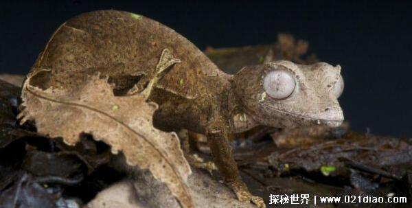 世界上最恐怖的动物排行，巨型等足虫第一(长相极其恶心)