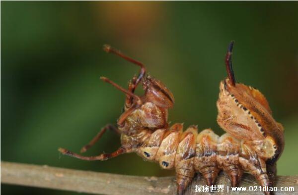 世界上最恐怖的动物排行,巨型等足虫第一(长相极其恶心)