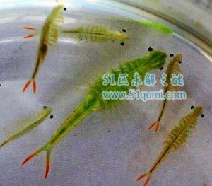 枝额虫:唯一能在沸水中生存的动物 到底能不能吃?