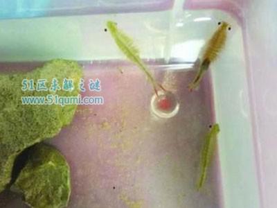 枝额虫:唯一能在沸水中生存的动物 到底能不能吃?
