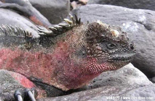 谈之色变之食人蜥蜴，身上布满鳞片(恐怖事件)