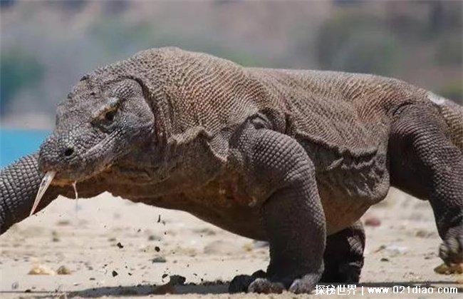 谈之色变之食人蜥蜴，身上布满鳞片(恐怖事件)