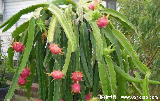 火龙果是仙人掌的果实吗图片，仙人掌的果实能吃吗(可以食用)