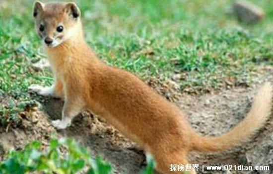 东北五大仙是什么动物都擅长什么，狐黄白柳灰个个都神通广大