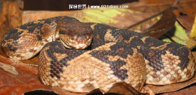 眼镜王蛇最怕什么蛇，最怕巨蝮(巨蝮是南美洲最大的毒蛇)