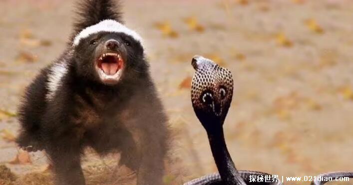 眼镜王蛇最怕什么蛇，最怕巨蝮(巨蝮是南美洲最大的毒蛇)