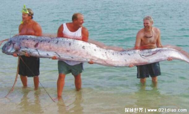 最凶猛的十大恐怖鱼，第三名长的很像女性下体(附真实图片)