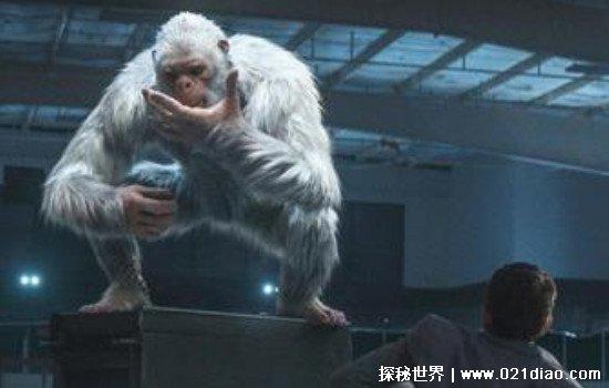 喜马拉雅山雪怪真的存在吗，多次发现踪迹(但无法证实生物类别)