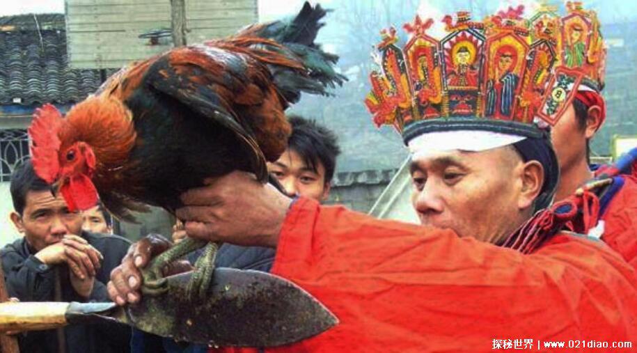 湘西定鸡术科学原理揭秘，并非神鬼法术(鸡的器官特点导致)