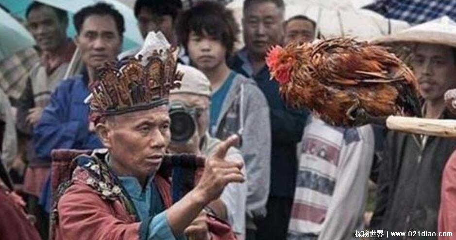 湘西定鸡术科学原理揭秘，并非神鬼法术(鸡的器官特点导致)