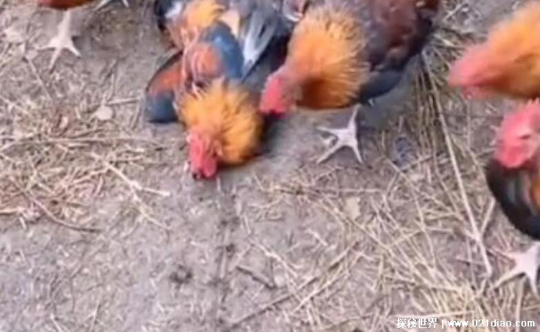 湘西定鸡术科学原理揭秘，并非神鬼法术(鸡的器官特点导致)