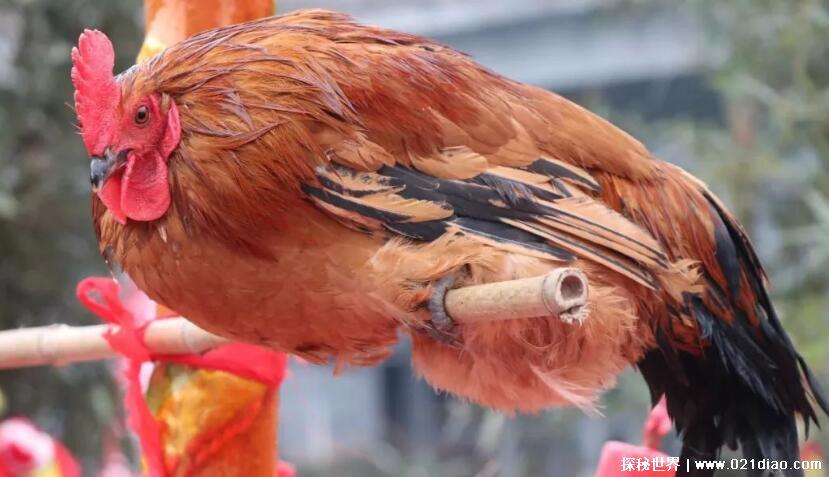 湘西定鸡术科学原理揭秘,并非神鬼法术(鸡的器官特点导致)