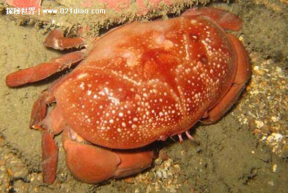 十大世界上最危险的螃蟹排名，埋扇蟹毒性强如眼镜蛇(附图片)