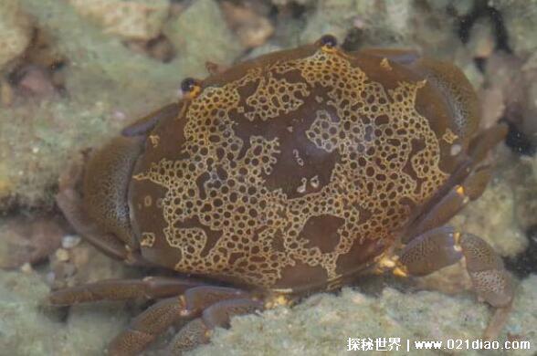 十大世界上最危险的螃蟹排名，埋扇蟹毒性强如眼镜蛇(附图片)