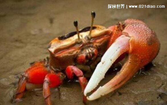 十大世界上最危险的螃蟹排名，埋扇蟹毒性强如眼镜蛇(附图片)