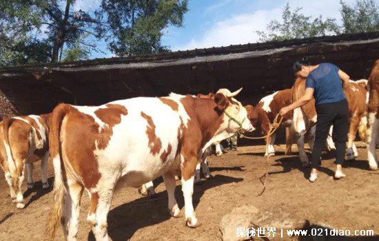 段嘉许垫毛巾什么意思，和桑稚在洗手台做羞羞的事情怕桑稚着凉