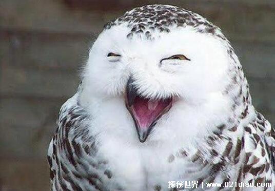 30个笑掉大牙的笑话,逗人笑的停不下来的幽默小段子