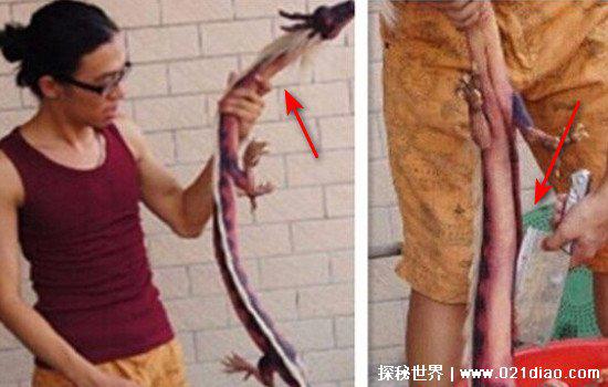 一男子抓到一只龙,已经杀死炖了吃了(假的图片都是P的)
