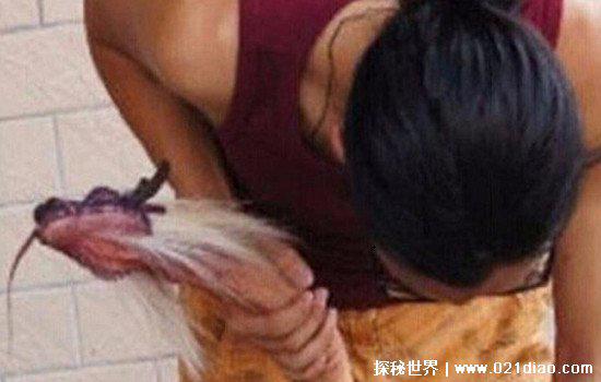 一男子抓到一只龙,已经杀死炖了吃了(假的图片都是P的)