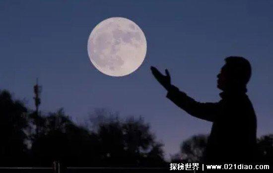 六便士和月亮是什么梗抖音，寓意有些人为了追求理想不顾现实