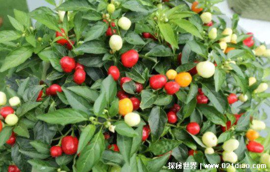 七彩椒可以吃吗，可以吃但不能多吃(吃多了易上火)