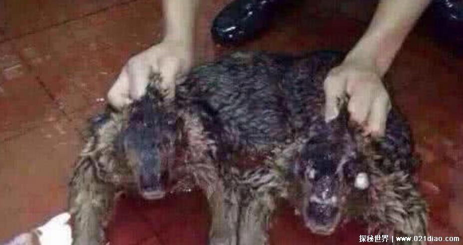 水猴子真的存在吗,发现多具疑似水猴子的尸体(附图片)
