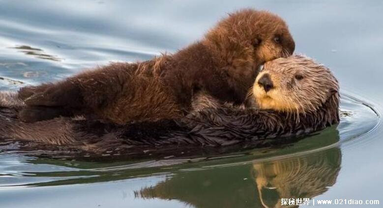 水猴子真的存在吗,发现多具疑似水猴子的尸体(附图片)