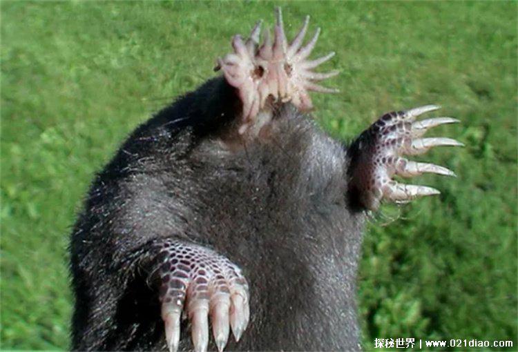 星鼻鼹鼠长相吓人吗?(吓人)