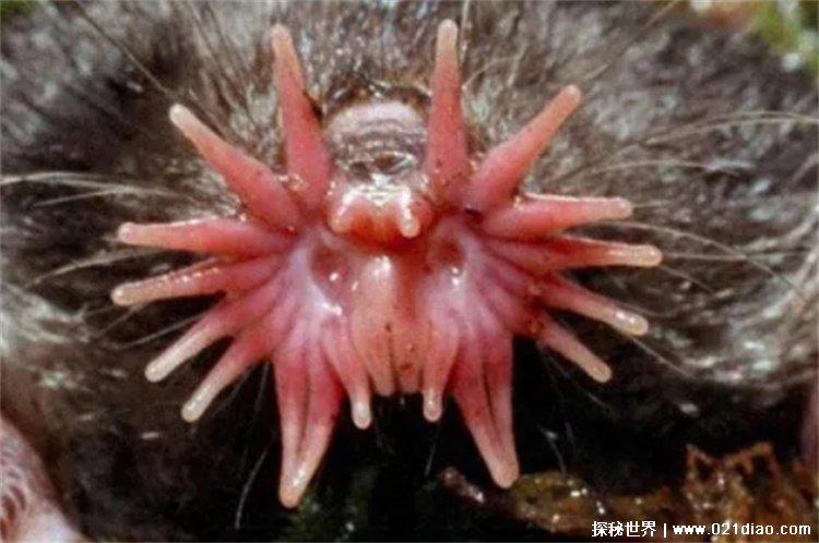 星鼻鼹鼠长相吓人吗?(吓人)