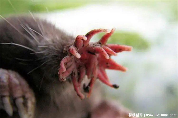 星鼻鼹鼠长相吓人吗?(吓人)