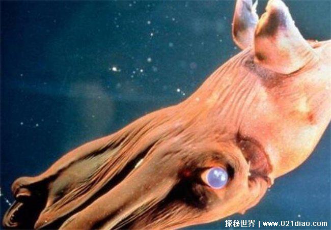 吸血鬼乌贼真的会吸人血吗，不会(生存力强)