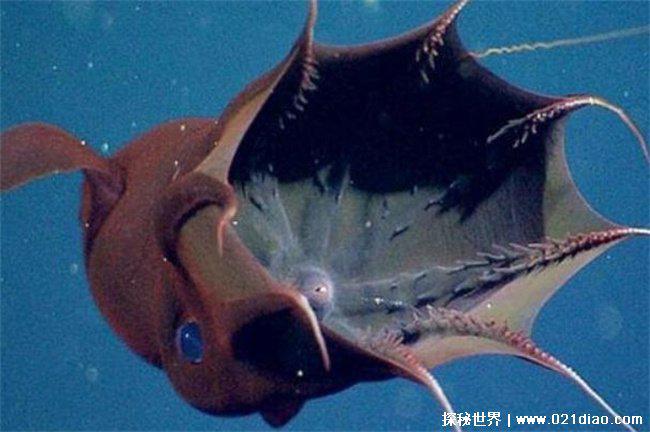 吸血鬼乌贼真的会吸人血吗，不会(生存力强)