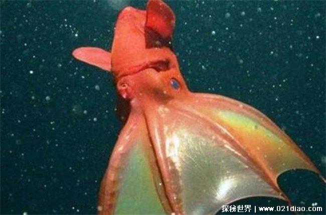 吸血鬼乌贼真的会吸人血吗，不会(生存力强)