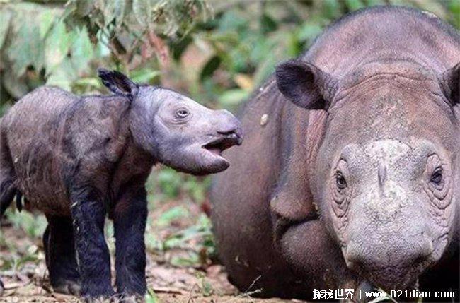 世界上最小的犀牛是什么 苏门答腊犀牛(独居动物)
