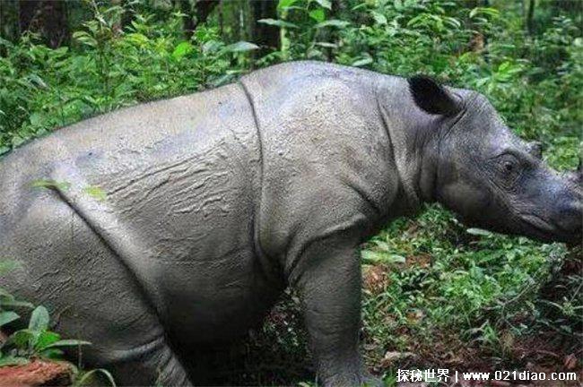 世界上最小的犀牛是什么 苏门答腊犀牛(独居动物)