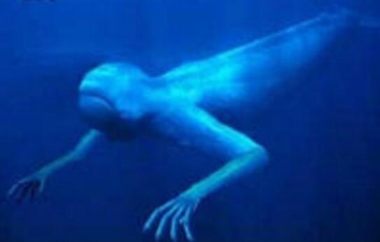 南极未知生物ningen，疑似日本人造人(高达30米)