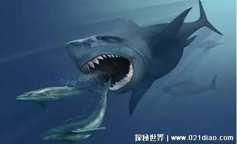 巨齿鲨的祖先是什么,5500万年前的耳齿鲨(现已灭绝)
