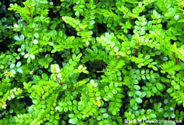 驱蚊草有用吗，实际作用不大(要种满整个床才有显著效果)