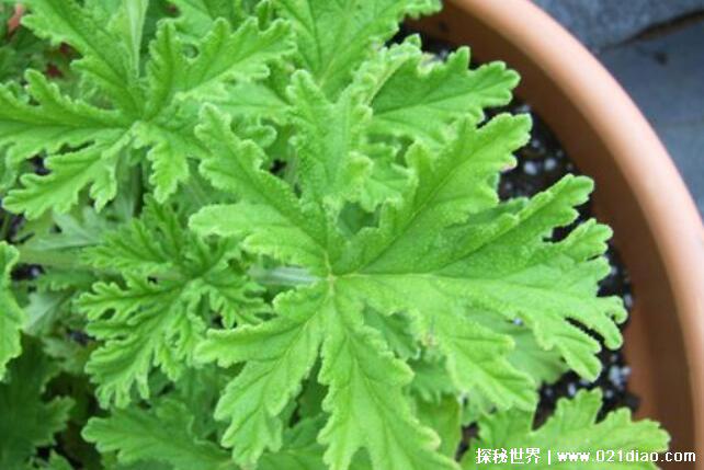 驱蚊草有用吗，实际作用不大(要种满整个床才有显著效果)